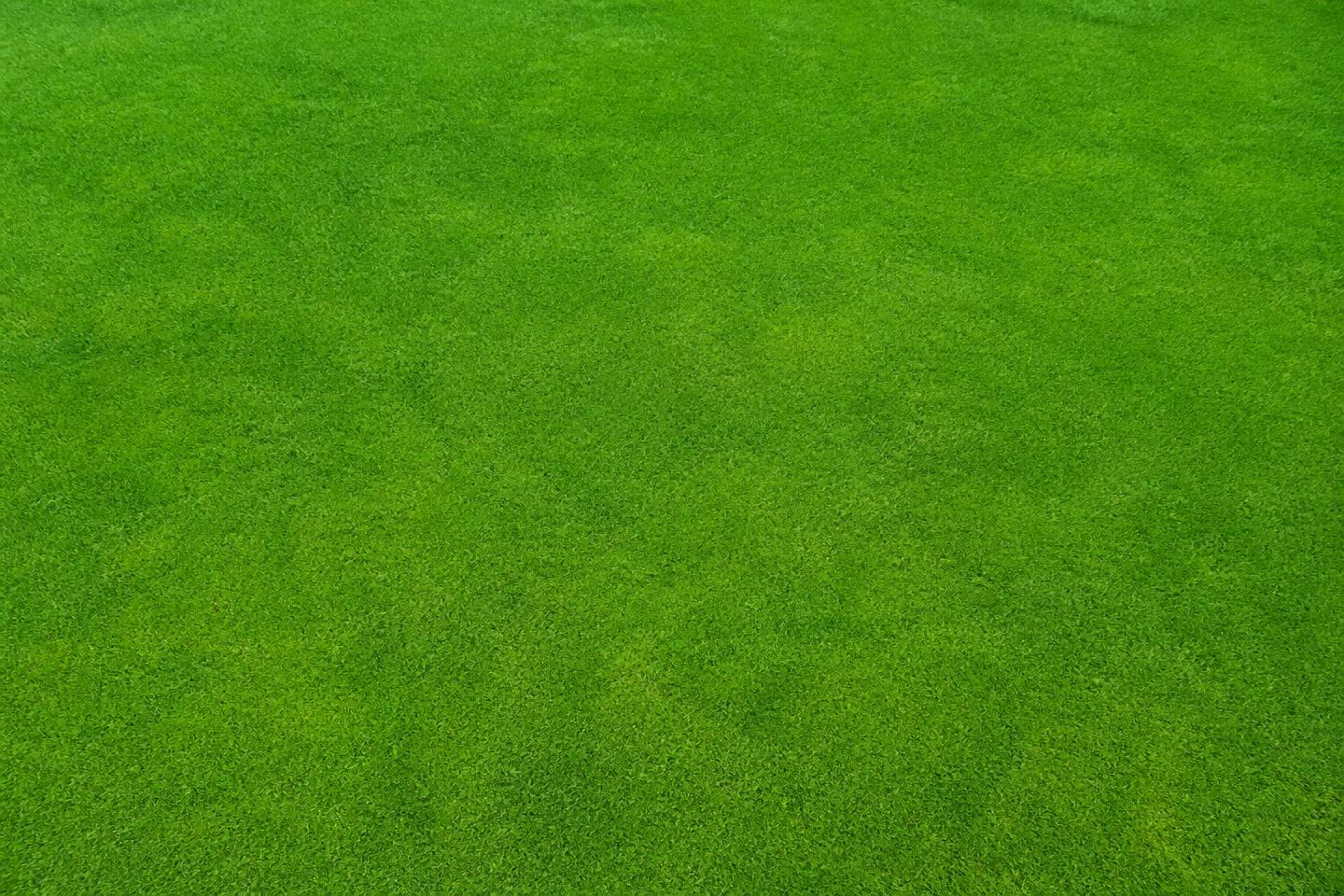 Prato da calcio in erba naturale